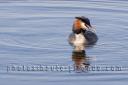 Podiceps cristatus grebe huppe